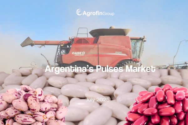 Campaña de porotos 2025: impacto de las heladas y proyecciones de saldo exportable