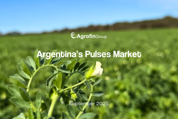 Actualizaciones de campaña • Tendencias de mercado • Agenda internacional