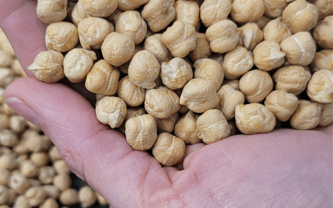 Panorama global del garbanzo 2025: oferta, logística y comienzo de la campaña argentina